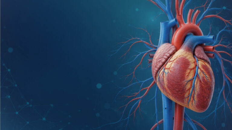 Anatomical heart and blood vessels representing cardiovascular medicines