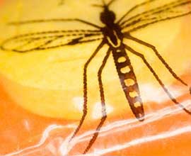 Anti Malarial