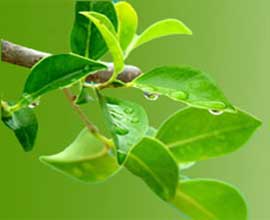 Nutraceuticals