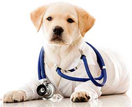 Veterinary